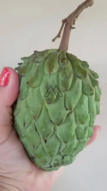 Foto 9 de Chácara com 3 quartos à venda, 1500m2 em Centro, Cesario Lange - SP