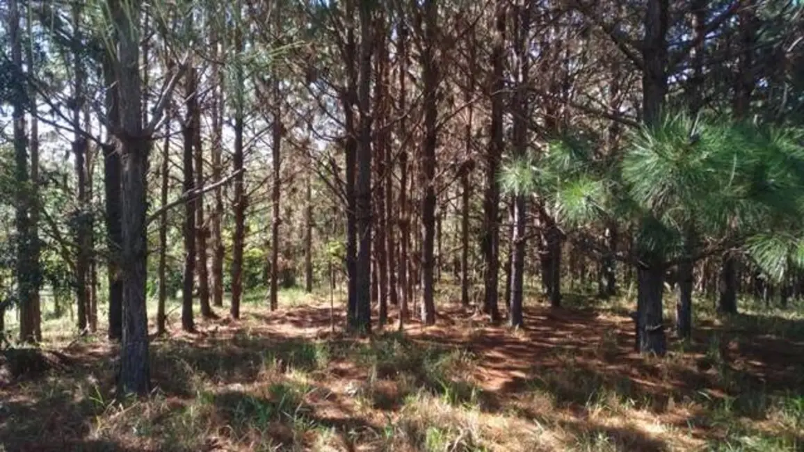 Terreno / Lote à venda, 87190m2 em Jardim Monte Santo, Itapetininga - SP - imagem 7 Foto 7 de Terreno / Lote à venda, 87190m2 em Jardim Monte Santo, Itapetininga - SP
