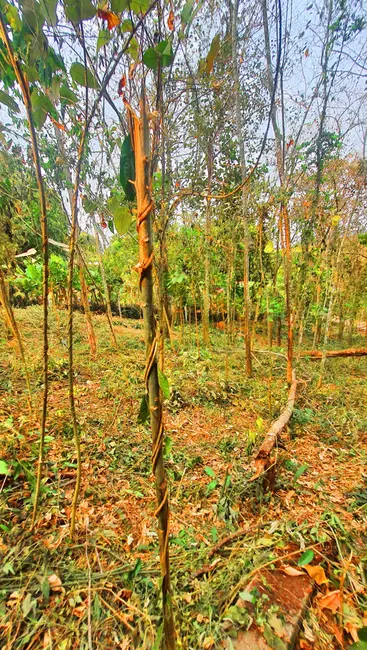Foto 6 de Terreno / Lote à venda, 510m2 em Jardim Estância Brasil, Atibaia - SP