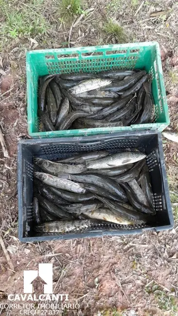 Chácara com 3 quartos à venda, 190m2 em Colônia Murici, Sao Jose Dos Pinhais - PR - imagem 5 Foto 5 de Chácara com 3 quartos à venda, 190m2 em Colônia Murici, Sao Jose Dos Pinhais - PR