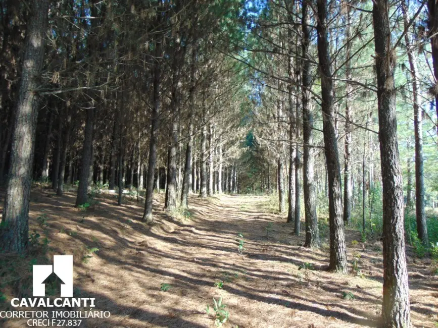 Chácara à venda, 75000m2 em Campina do Taquaral, Sao Jose Dos Pinhais - PR - imagem 7 Foto 7 de Chácara à venda, 75000m2 em Campina do Taquaral, Sao Jose Dos Pinhais - PR