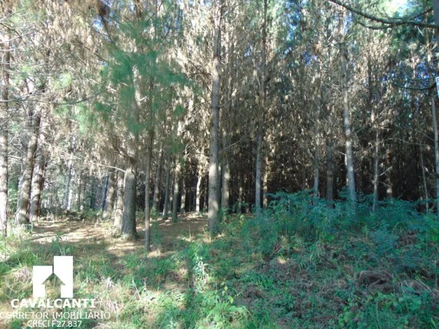 Chácara à venda, 75000m2 em Campina do Taquaral, Sao Jose Dos Pinhais - PR - imagem 6 Foto 6 de Chácara à venda, 75000m2 em Campina do Taquaral, Sao Jose Dos Pinhais - PR