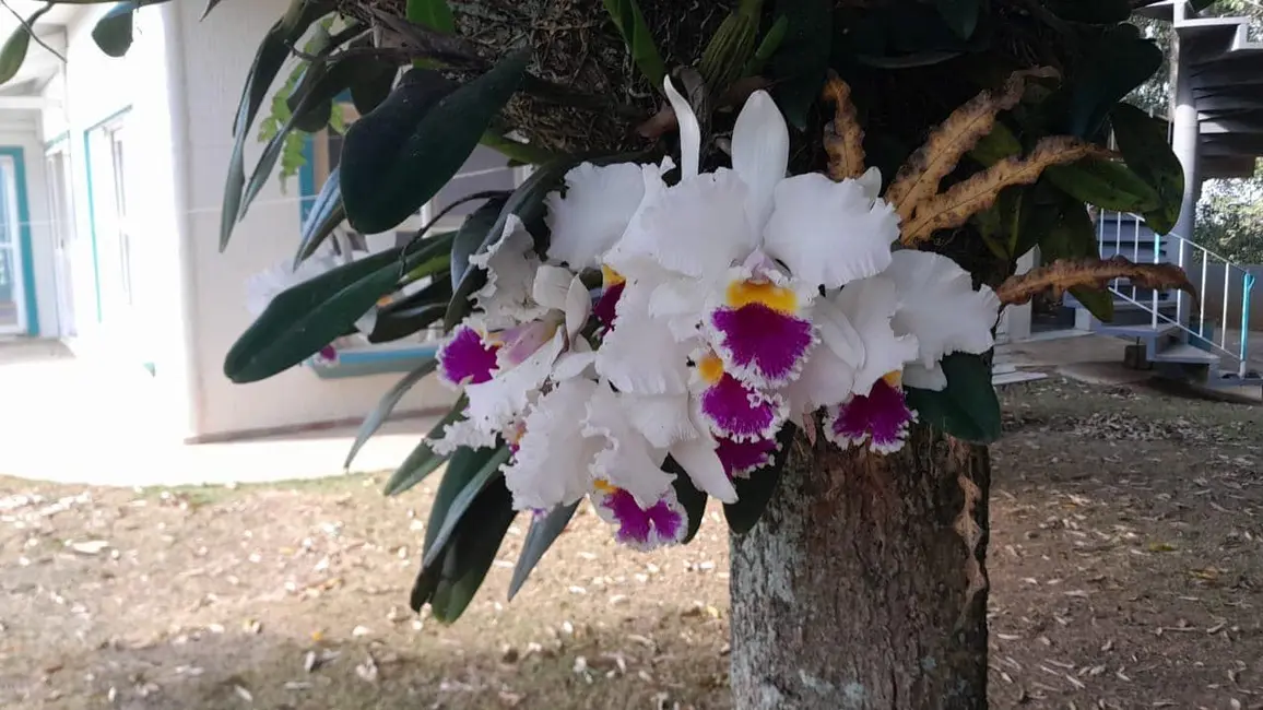 Foto 5 de Sobrado com 5 quartos à venda, 726m2 em Tamboré, Barueri - SP