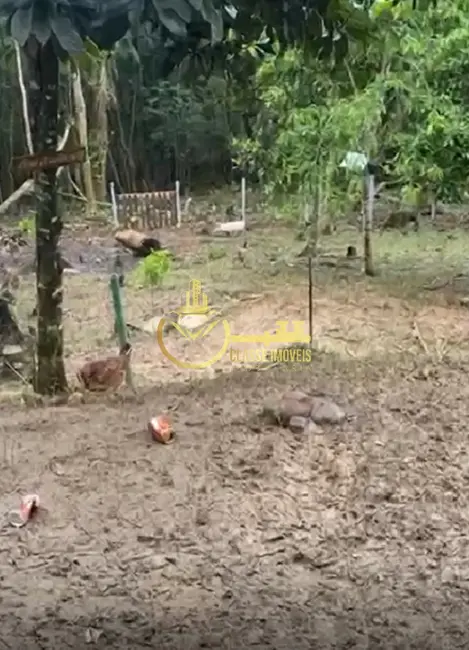 Sítio / Rancho à venda, 5000m2 em Vila Itoupava, Blumenau - SC - imagem 9 Foto 9 de Sítio / Rancho à venda, 5000m2 em Vila Itoupava, Blumenau - SC