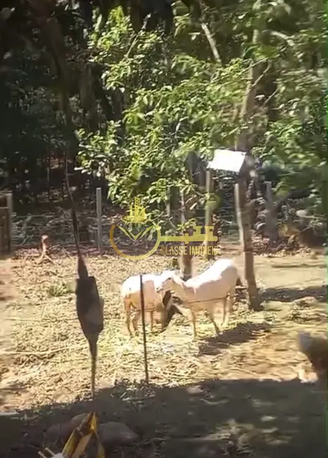 Sítio / Rancho à venda, 5000m2 em Vila Itoupava, Blumenau - SC - imagem 6 Foto 6 de Sítio / Rancho à venda, 5000m2 em Vila Itoupava, Blumenau - SC