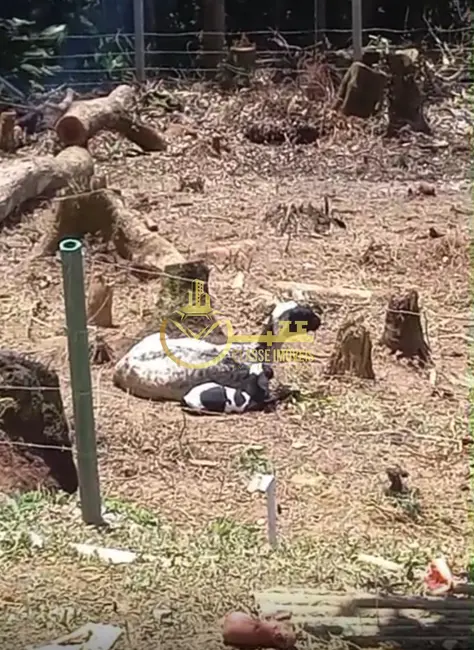 Sítio / Rancho à venda, 5000m2 em Vila Itoupava, Blumenau - SC - imagem 2 Foto 2 de Sítio / Rancho à venda, 5000m2 em Vila Itoupava, Blumenau - SC