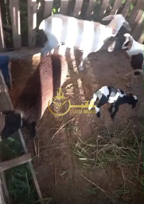 Sítio / Rancho à venda, 5000m2 em Vila Itoupava, Blumenau - SC - imagem 6 Foto 6 de Sítio / Rancho à venda, 5000m2 em Vila Itoupava, Blumenau - SC