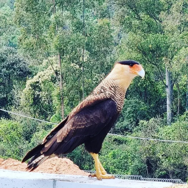 Foto 7 de Terreno / Lote à venda, 1120m2 em Parque Ecoresidencial Fazenda Jequitibá, Sorocaba - SP