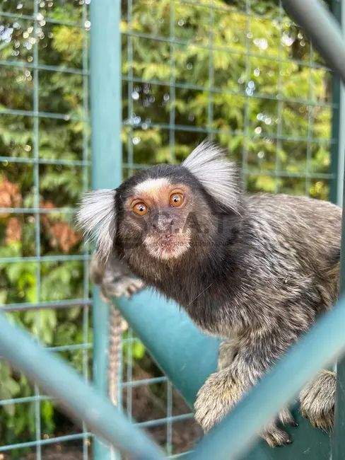 Foto 9 de Terreno / Lote à venda, 1120m2 em Parque Ecoresidencial Fazenda Jequitibá, Sorocaba - SP