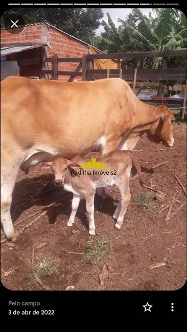 Foto 17 de Sítio / Rancho à venda em Angatuba - SP