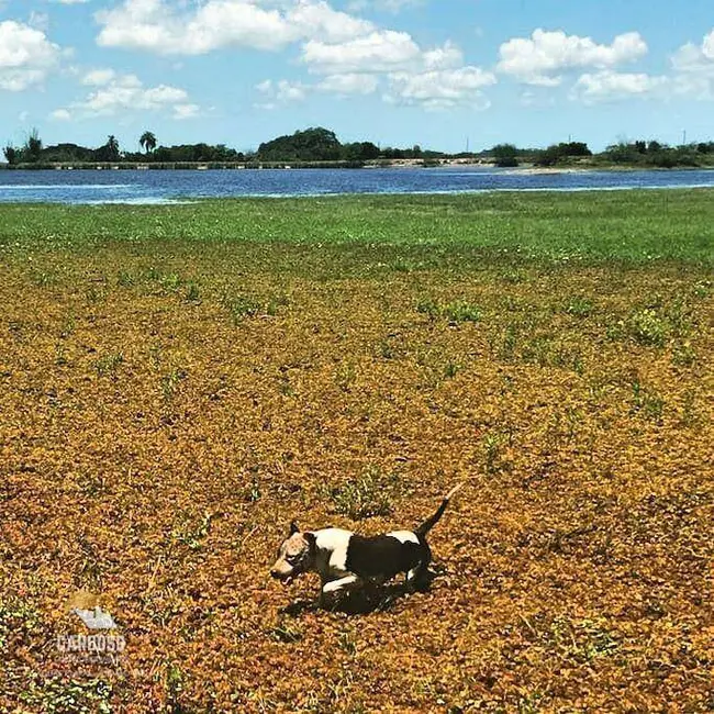 Foto 3 de Fazenda / Haras à venda, 3160000m2 em Centro, Viamao - RS