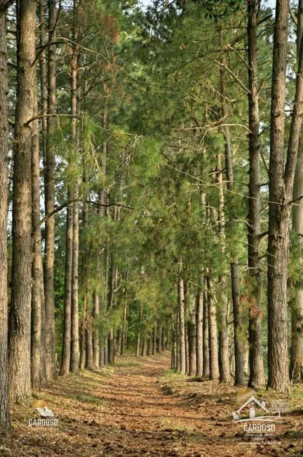 Sítio / Rancho à venda, 274000m2 em Viamao - RS - imagem 4 Foto 4 de Sítio / Rancho à venda, 274000m2 em Viamao - RS