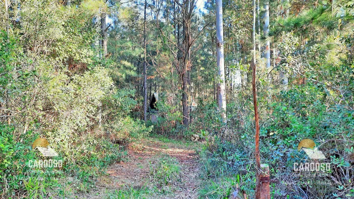 Sítio / Rancho à venda, 30000m2 em Passo do Vigário, Viamao - RS - imagem 8 Foto 8 de Sítio / Rancho à venda, 30000m2 em Passo do Vigário, Viamao - RS
