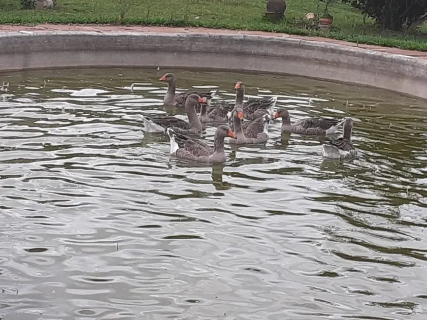 Foto 4 de Sítio / Rancho à venda, 30000m2 em Viamao - RS