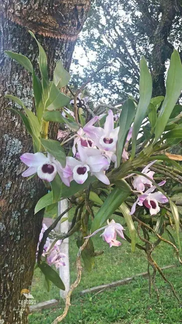 Foto 5 de Sítio / Rancho com 2 quartos à venda, 1818m2 em Viamao - RS