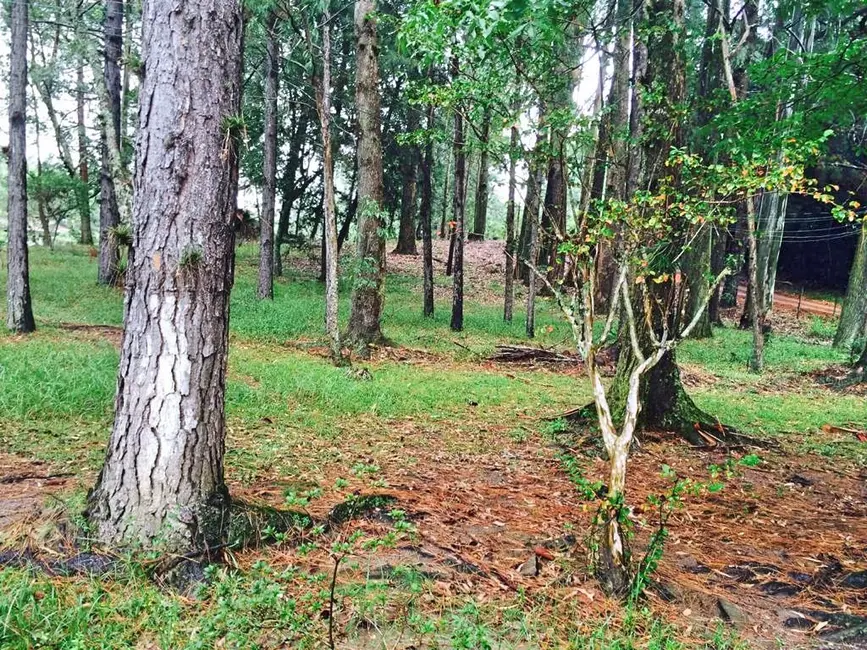 Foto 5 de Sítio / Rancho à venda, 800000m2 em Lami, Porto Alegre - RS