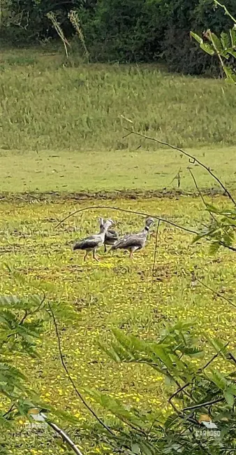 Foto 8 de Sítio / Rancho à venda, 20000m2 em Viamao - RS