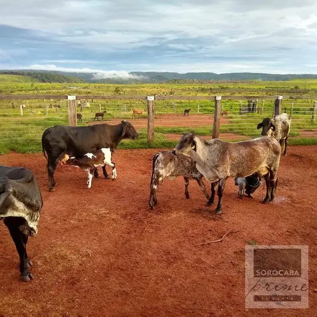 Foto 4 de Fazenda / Haras à venda, 16777215m2 em Vila Rica - MT