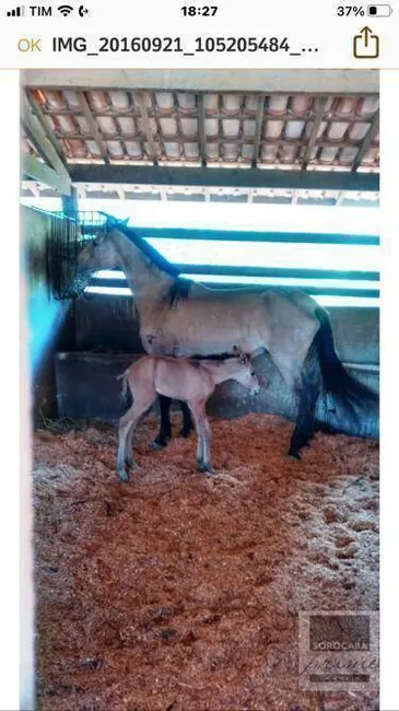 Foto 3 de Fazenda / Haras à venda, 992200m2 em Atibaia - SP