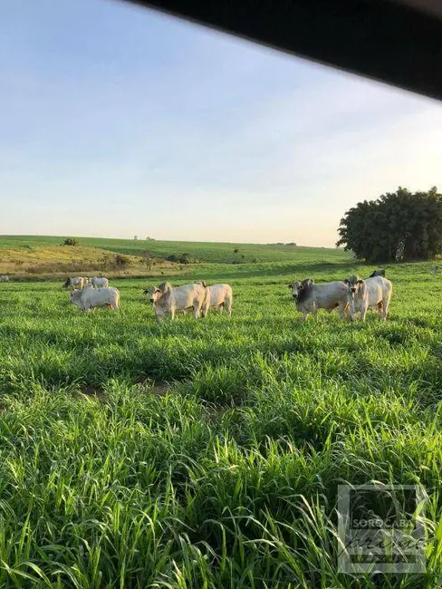 Foto 7 de Fazenda / Haras à venda, 16777215m2 em Centro, Pompeia - SP