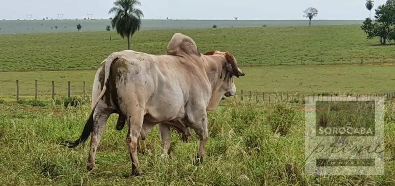 Fazenda / Haras à venda, 3242800m2 em Centro, Itajobi - SP - imagem 9 Foto 9 de Fazenda / Haras à venda, 3242800m2 em Centro, Itajobi - SP