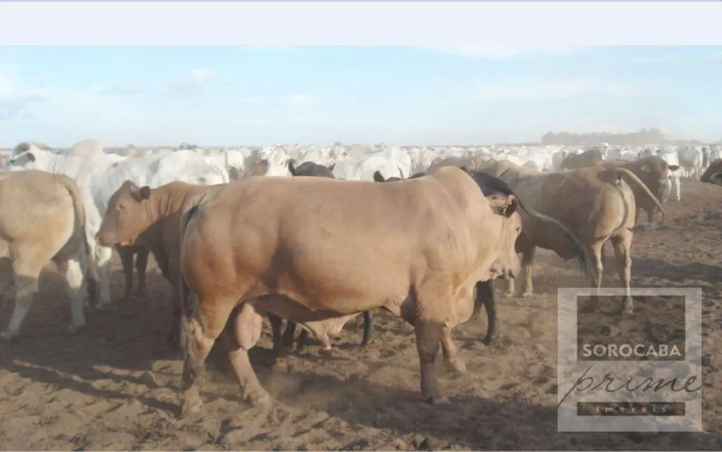 Fazenda / Haras à venda, 16777215m2 em Sorriso - MT - imagem 6 Foto 6 de Fazenda / Haras à venda, 16777215m2 em Sorriso - MT