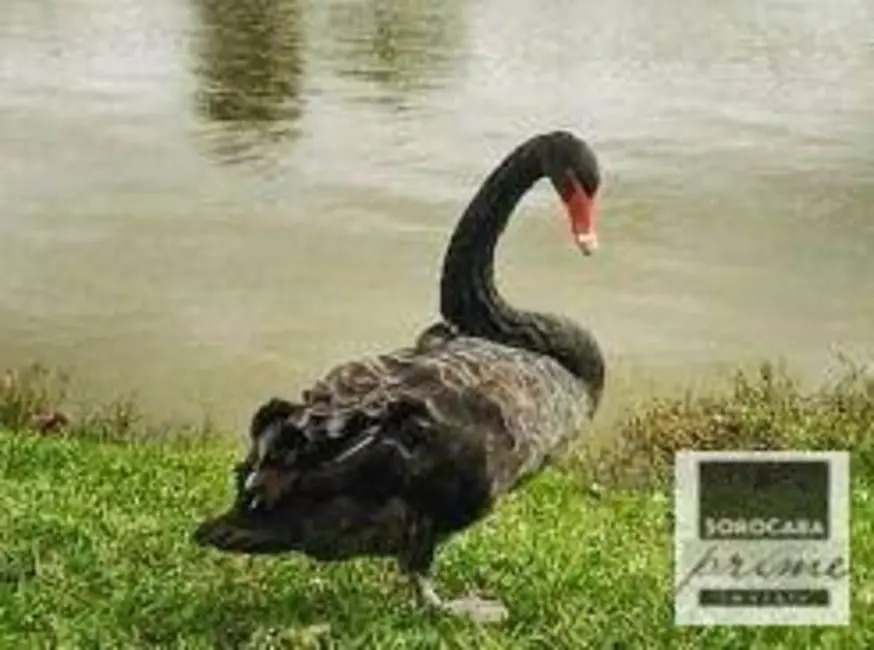 Foto 7 de Casa de Condomínio com 3 quartos à venda, 500m2 em Jardim Ibiti do Paço, Sorocaba - SP