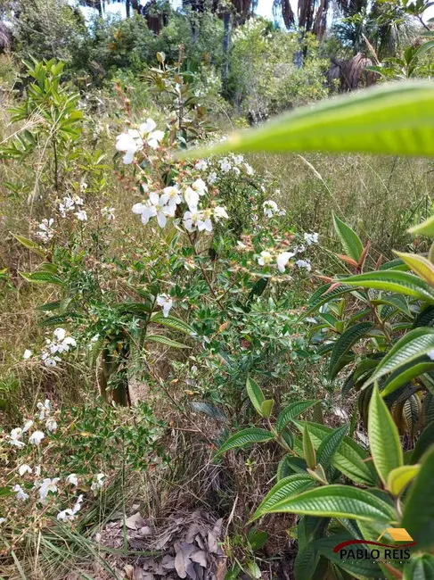 Fazenda / Haras à venda em Monte Carmelo - MG - imagem 4 Foto 4 de Fazenda / Haras à venda em Monte Carmelo - MG