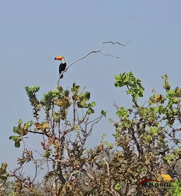 Fazenda / Haras à venda em Monte Carmelo - MG - imagem 3 Foto 3 de Fazenda / Haras à venda em Monte Carmelo - MG