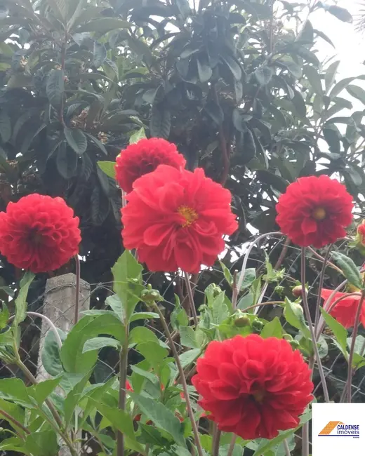 Foto 1 de Chácara com 2 quartos à venda, 106m2 em Caldas, MG