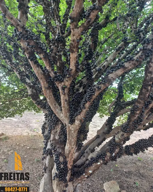 Foto 7 de Chácara com 5 quartos à venda, 15000m2 em Área Rural de Luziânia, Luziania - GO