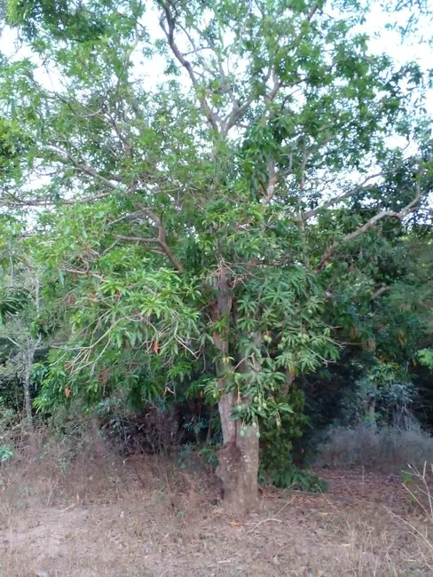 Foto 6 de Fazenda / Haras à venda, 68m2 em Área Rural de Luziânia, Luziania - GO