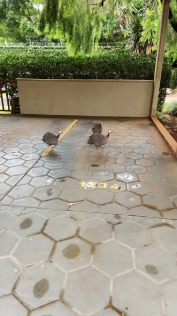 Foto 32 de Apartamento para alugar em Alto da Boa Vista, Ribeirao Preto - SP