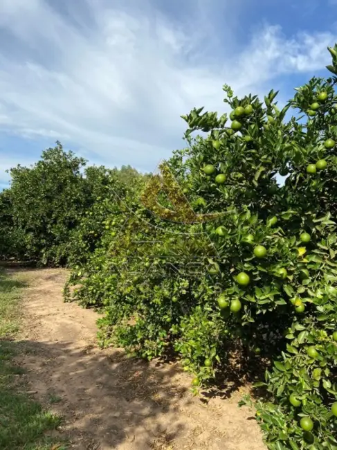 Fazenda / Haras com 4 quartos à venda, 2500000m2 em Patrocinio Paulista - SP - imagem 8 Foto 8 de Fazenda / Haras com 4 quartos à venda, 2500000m2 em Patrocinio Paulista - SP
