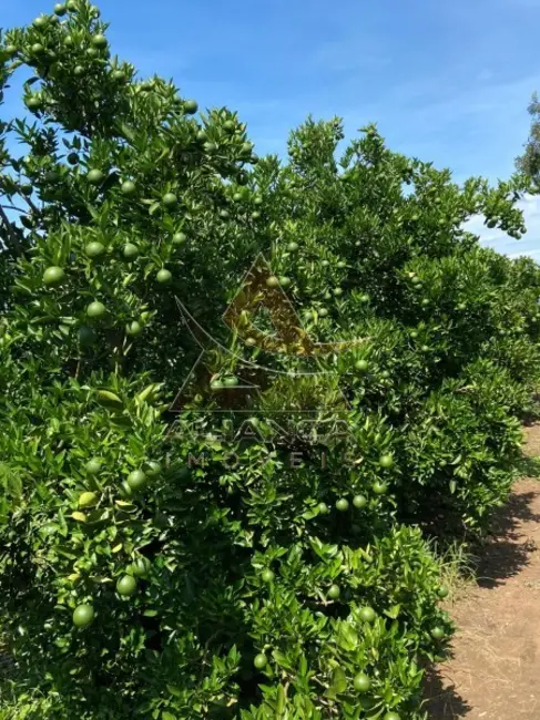 Fazenda / Haras com 4 quartos à venda, 2500000m2 em Patrocinio Paulista - SP - imagem 6 Foto 6 de Fazenda / Haras com 4 quartos à venda, 2500000m2 em Patrocinio Paulista - SP
