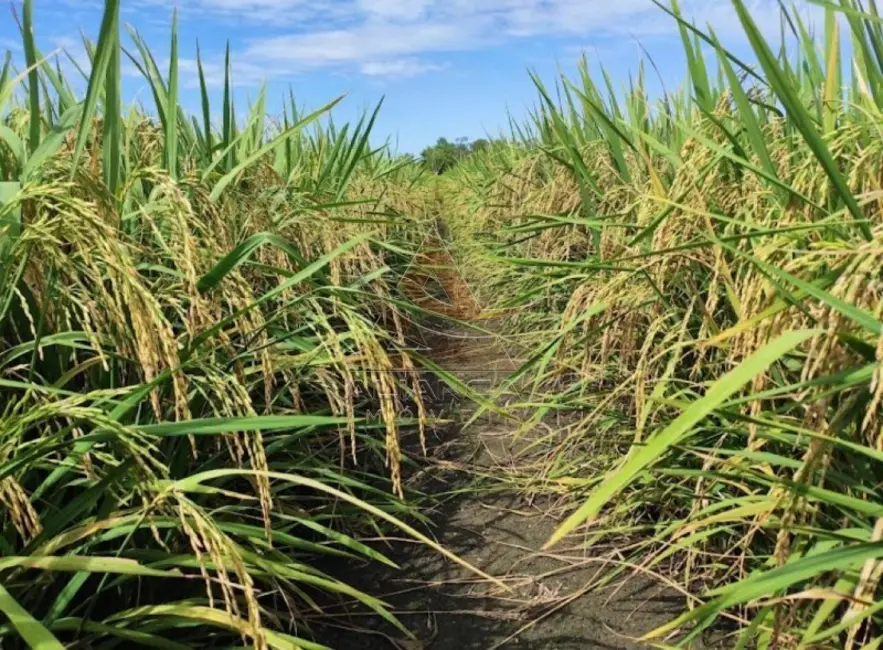Foto 2 de Fazenda / Haras com 1 quarto à venda, 16777215m2 em Formoso Do Araguaia - TO