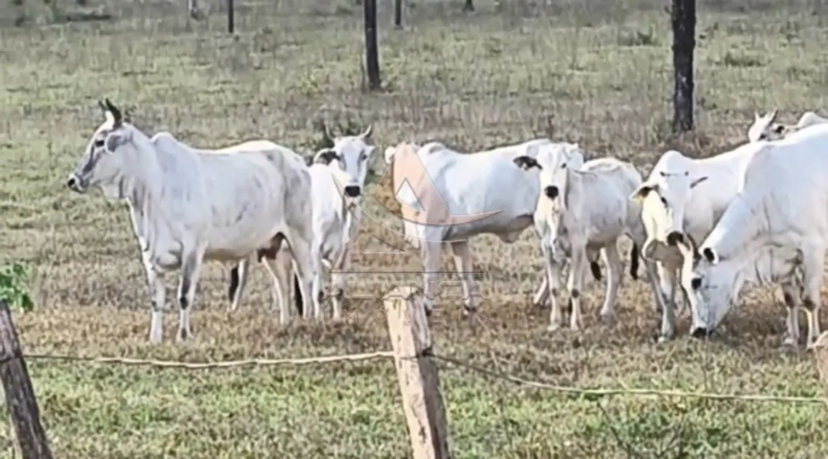 Foto 4 de Fazenda / Haras com 1 quarto à venda, 16777215m2 em Natividade - TO