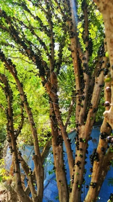 Chácara à venda, 7000m2 em Cravinhos - SP - imagem 6 Foto 6 de Chácara à venda, 7000m2 em Cravinhos - SP