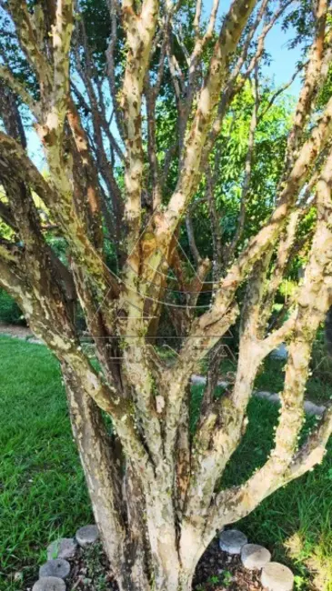 Foto 21 de Chácara à venda, 7000m2 em Cravinhos - SP