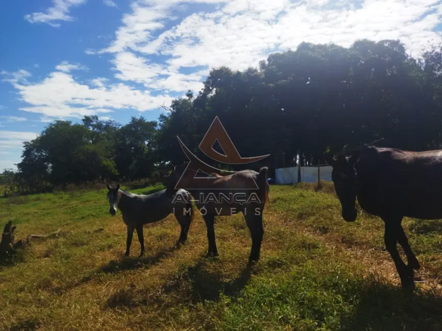 Foto 8 de Fazenda / Haras com 2 quartos à venda, 145200m2 em Mococa - SP