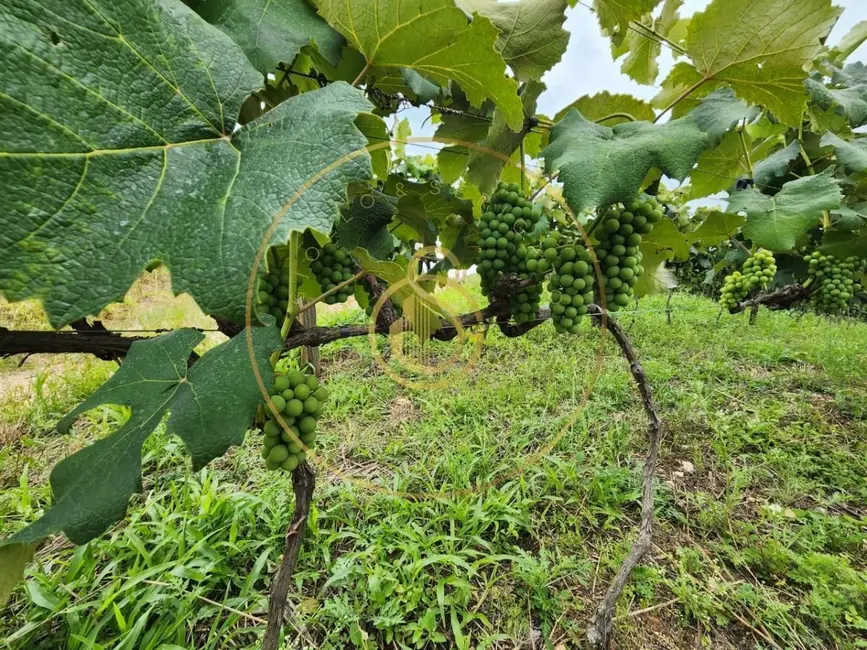 Chácara à venda, 12m2 em Louveira - SP - imagem 7 Foto 7 de Chácara à venda, 12m2 em Louveira - SP