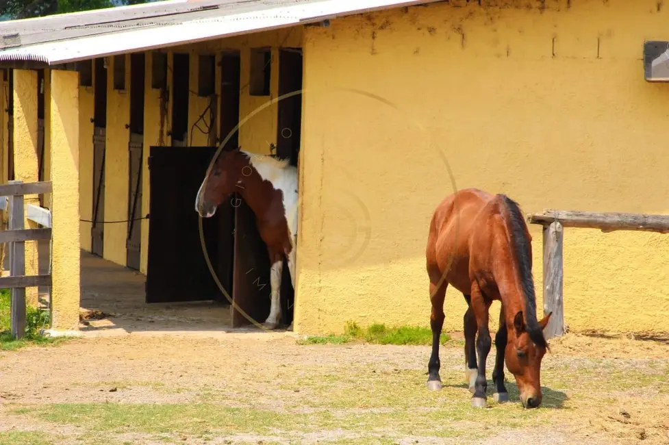 Foto 3 de Fazenda / Haras com 6 quartos à venda em Socorro - SP
