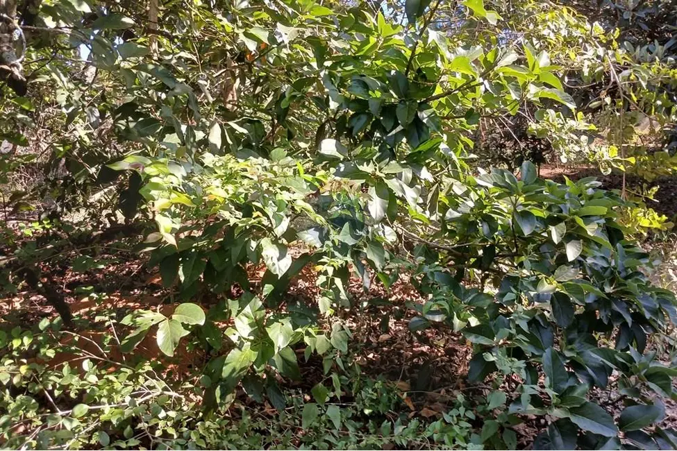 Foto 8 de Terreno / Lote à venda, 1400m2 em Salto De Pirapora - SP