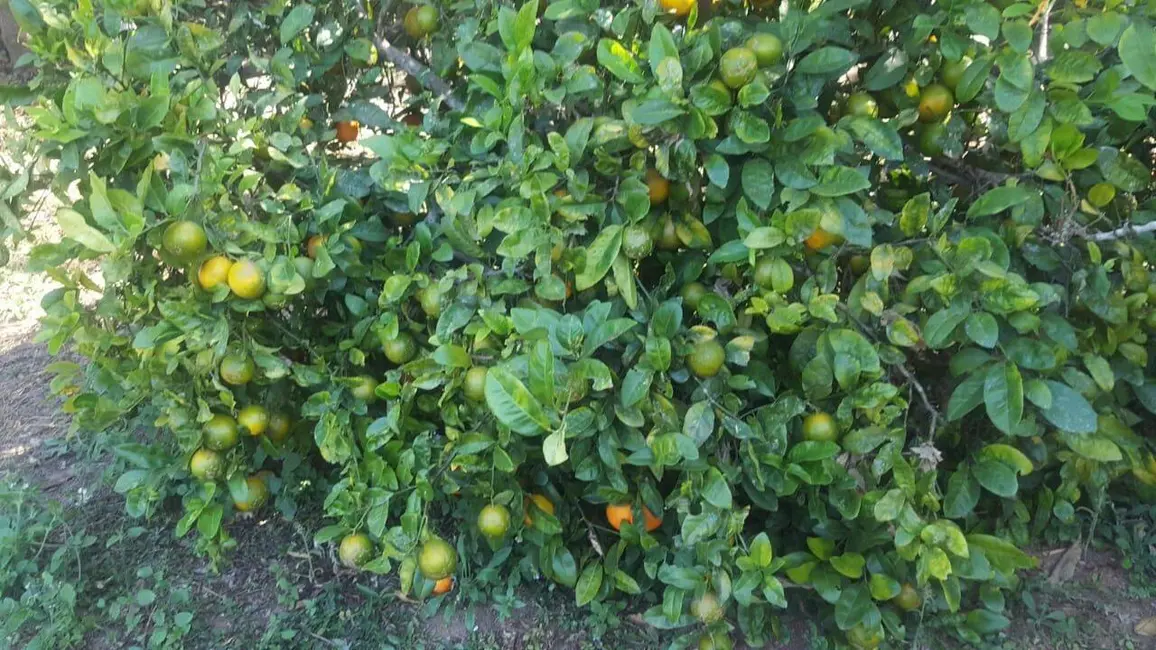 Foto 5 de Chácara com 1 quarto à venda, 100m2 em Toledo - MG