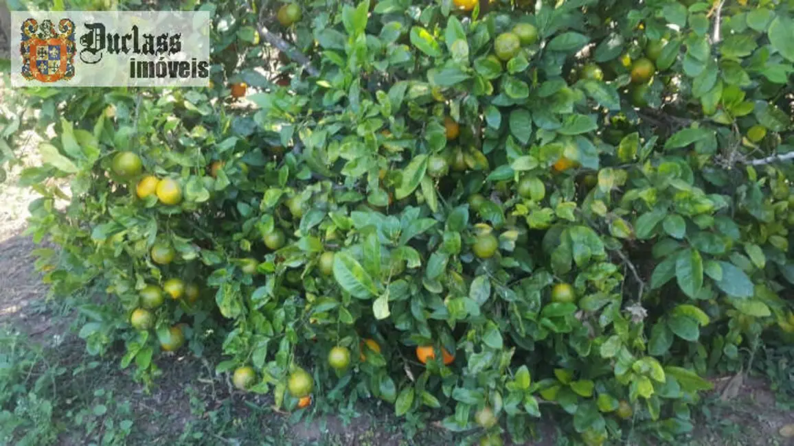 Chácara com 1 quarto à venda, 100m2 em Centro, Toledo - MG - imagem 4 Foto 4 de Chácara com 1 quarto à venda, 100m2 em Centro, Toledo - MG