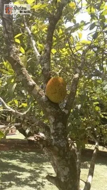 Foto 8 de Chácara com 4 quartos à venda, 5664m2 em Portal São Marcelo, Braganca Paulista - SP