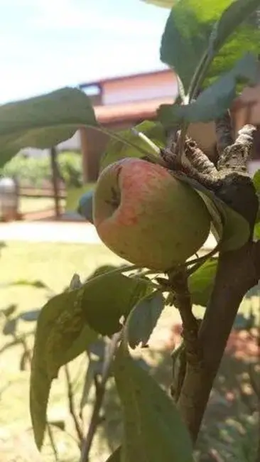 Foto 7 de Chácara com 4 quartos à venda, 5664m2 em Portal São Marcelo, Braganca Paulista - SP
