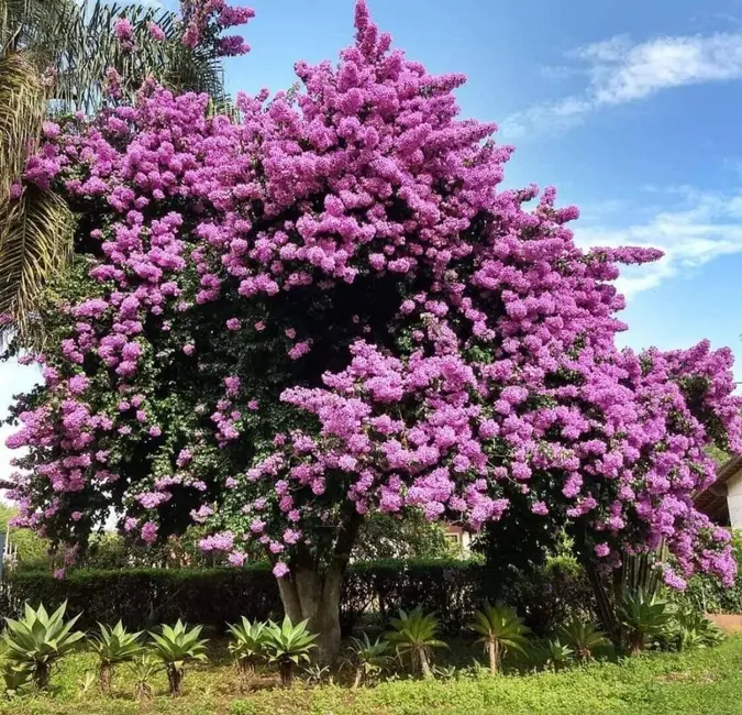 Foto 8 de Chácara com 3 quartos à venda, 150m2 em Extrema - MG