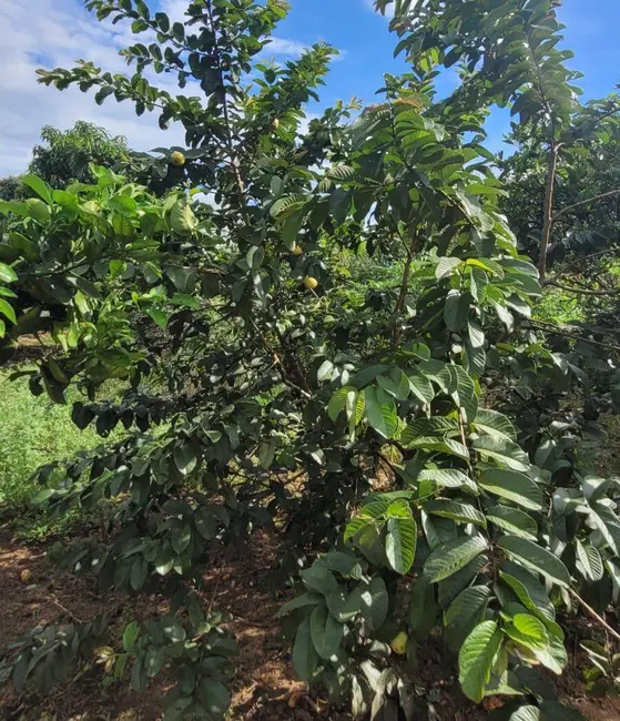 Foto 5 de Sítio / Rancho à venda, 44500m2 em Monte Mor - SP