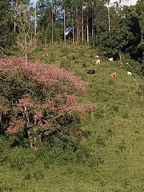 Foto 6 de Sítio / Rancho com 3 quartos à venda, 230m2 em Joanopolis - SP